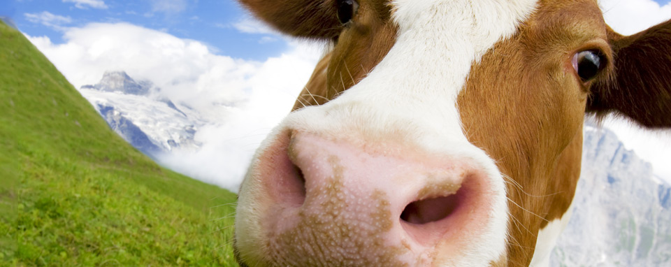 Manure + coffee grounds = energy