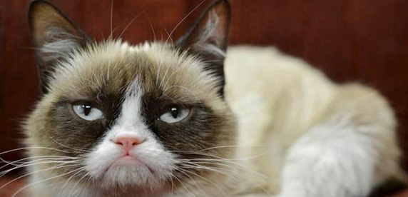 Grumpy Cat holds #1 position in 'Friskies 50' list Grumpy Cat holds # 1 position in 'FRISKIES 50' list