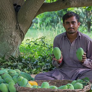 mango farmer mango farmer