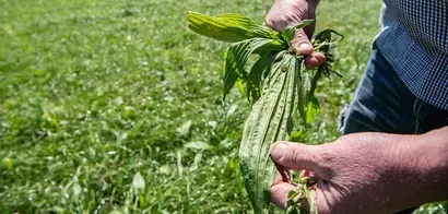Tackling nitrogen leaching