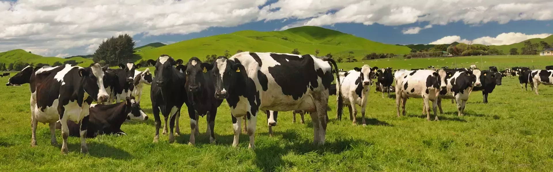supporting-dairy-farmers-fw