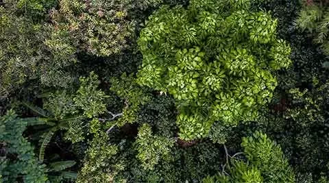 We aim to grow 10 million trees in Australia card