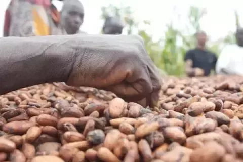 Hand picking cocoa beans