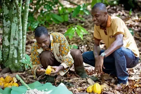 sustainability-cocoa-better-farming-card-teaser_1.png