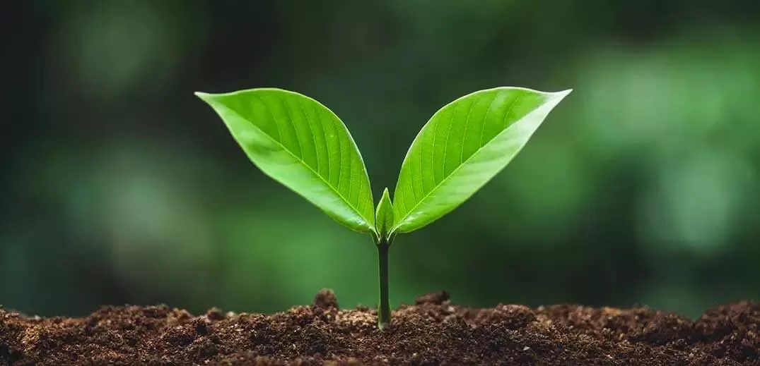 plant grown from earth