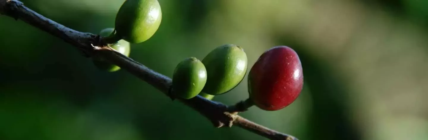 Carbon Neutral Coffee Commitment