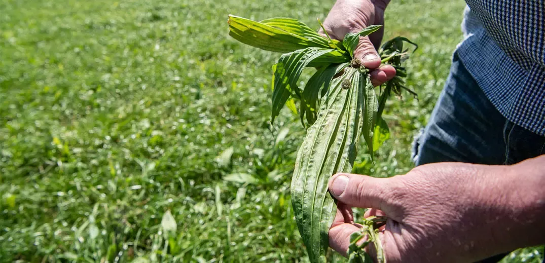 Tackling nitrogen leaching