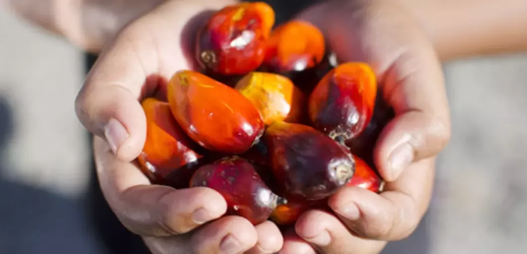 palm-oil-seeds