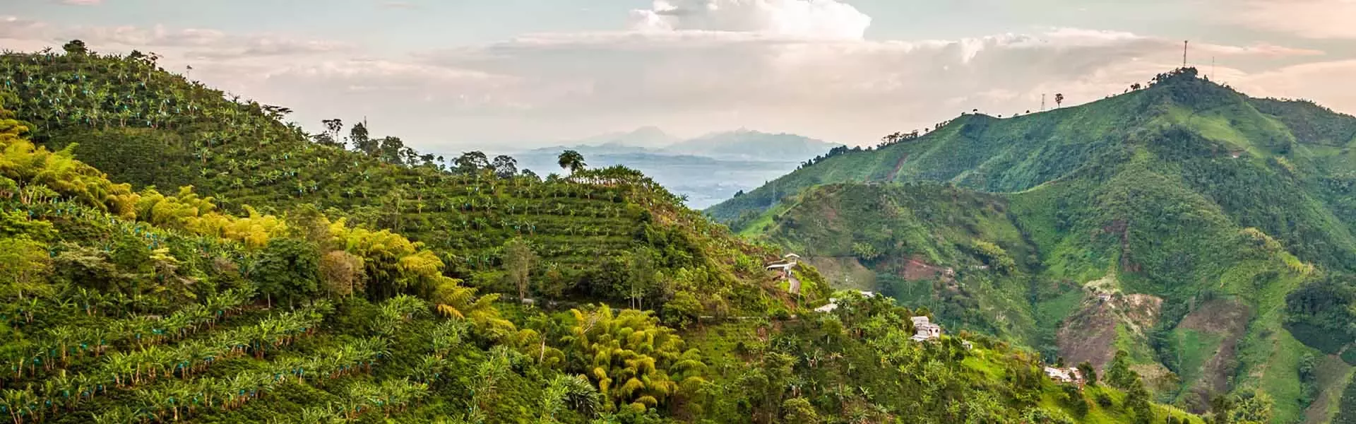 regeneration-sustainable coffee-article-header