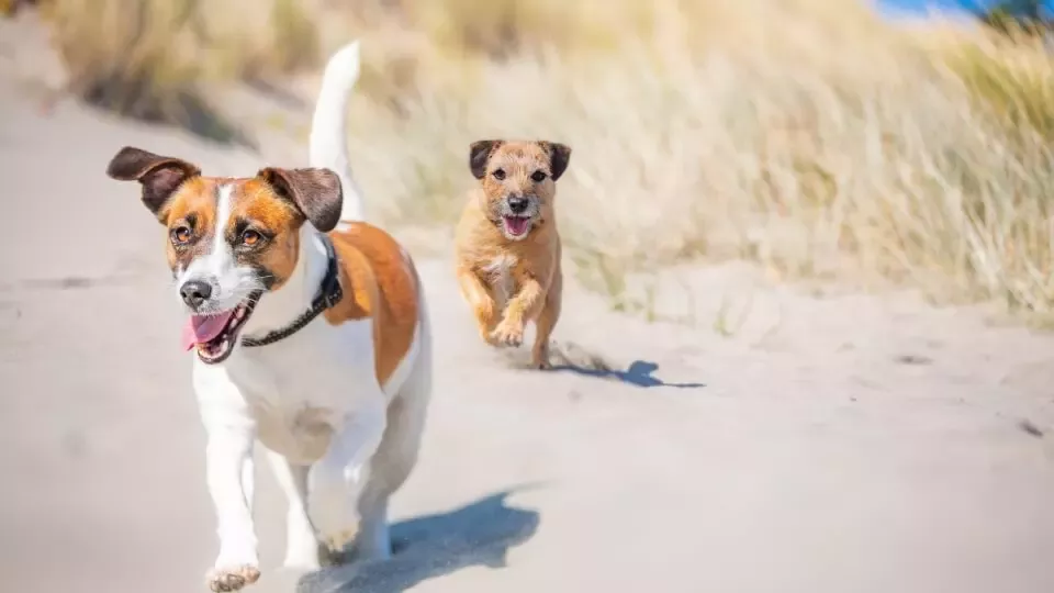 small_dogs_chasing.jpg